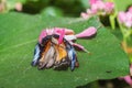 Orchid mantis eating butterfly, Pink orchid mantis, Hymenopus coronatus, Walking flower mantis