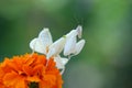 Orchid mantis are facing over the flowers Royalty Free Stock Photo