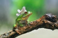 Orchid Mantis and Frog,Red Eye Frog,Dumpy,Mantis Orchid Royalty Free Stock Photo