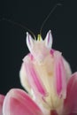 Orchid mantis / Hymenopus coronatus