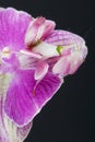 Orchid mantis / Hymenopus coronatus