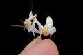 Orchid mantis. Hymenopus coronatus