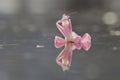 Orchid mantis, macro, nature, animal, wildlife, bokeh, mammals, smallworld, indonesia, Royalty Free Stock Photo