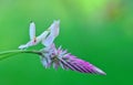 ORCHID MANTIS,MANTIS ORCHID, Royalty Free Stock Photo