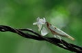 Orchid Mantis,Praying Mantis,Mantis Praying,Mantis Royalty Free Stock Photo