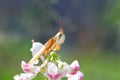 Orchid mantis are facing over the flowers Royalty Free Stock Photo