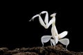 Orchid mantis on wood with black background Royalty Free Stock Photo