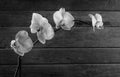 Orchid, monochrome image