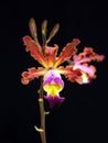 Orchid:Myrmecophilia brissiana Royalty Free Stock Photo