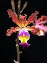 Orchid:Myrmecophilia brissiana Royalty Free Stock Photo