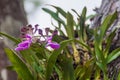 Orchid in the national park El Imposible, El Salvad