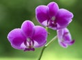 Orchid natural flower Royalty Free Stock Photo