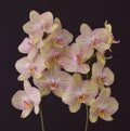 Orchid natural flower Royalty Free Stock Photo