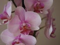 orchid natural flower different rarity beautiful colors plant Royalty Free Stock Photo