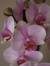 orchid natural flower different rarity beautiful colors plant