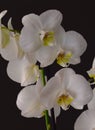 Orchid natural flower Royalty Free Stock Photo