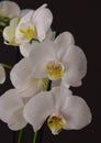 Orchid natural flower Royalty Free Stock Photo