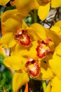 orchid natural flower. yellow orchid natural flower. orchid natural flower outdoor. Royalty Free Stock Photo