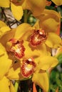 orchid natural flower. yellow orchid natural flower. orchid natural flower outdoor. Royalty Free Stock Photo