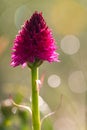 orchid Nigritella rubra sangele voinicului at sunrise in morning dew on piatra craiului mountain in Romanian Carpathians