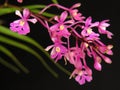 Orchid: Oesterdella Royalty Free Stock Photo