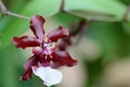 Orchid --- Oncidium Royalty Free Stock Photo