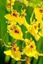 Orchid  Oncidium Aloha Iwanaga yellow Royalty Free Stock Photo