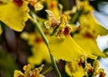 Orchid Oncidium Aloha Iwanaga yellow Royalty Free Stock Photo