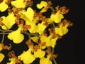 Orchid: Oncidium splendidum Royalty Free Stock Photo