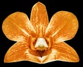 Orchid orange flower, black isolated background with clipping path. Closeup. no shadows. for design. Royalty Free Stock Photo