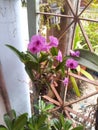 close-up of purple orchids, plants, garden, beautiful, wonderful, refreshing, Orchid