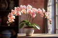 Orchid, orchidaceae, flower with leaves in a pot