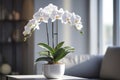 Orchid, orchidaceae, flower with leaves in a pot Royalty Free Stock Photo