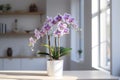 Orchid, orchidaceae, flower with leaves in a pot Royalty Free Stock Photo