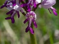 Close uo Orchid Orchis militaris