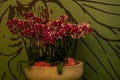 Orchid in the original pot. Blooming red phaleaenopsis orchid. Exotic flowers of pink orchid in ceramic pot. Royalty Free Stock Photo