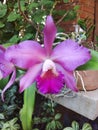 Orchid orquidea