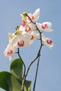 Orchid over blue sky Royalty Free Stock Photo