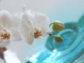 Orchid over blue water Royalty Free Stock Photo