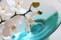 Orchid over blue water Royalty Free Stock Photo