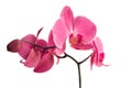 Orchid over white Royalty Free Stock Photo