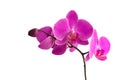 Orchid over white Royalty Free Stock Photo