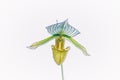 Orchid Painting - Illustration - Isolated