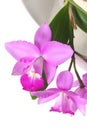 Orchid Panicle Royalty Free Stock Photo