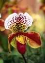 Orchid Paphiopedilum Royalty Free Stock Photo