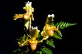 Orchid Paphiopedilum 12