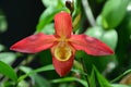 Orchid paphiopedilum Red Royalty Free Stock Photo