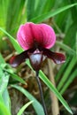 Orchid paphiopedilum violet