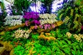 Orchid park at Rayal Rajchapruk park Royalty Free Stock Photo