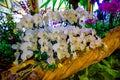 Orchid park at Rayal Rajchapruk park Royalty Free Stock Photo